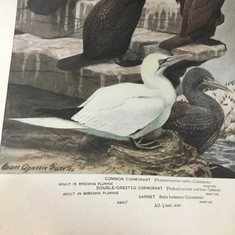 🖤5/$25 Antique Ornithological Bird Print Original 1913 vintage birds